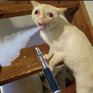 Meet your Posher, Felix